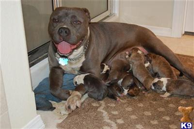 PRUKC/ABKC puppies